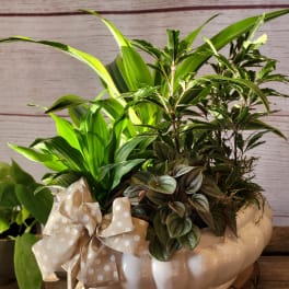 Mixed green houseplants in a white pumpkin-shaped planter with a polka-dot bow