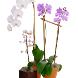 Blooming Orchid