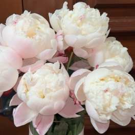 Bouquet of pale pink and white peonies in a vase