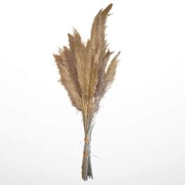 Natural Dried Feather Pampas Grass Stems