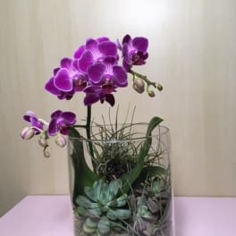 Purple orchids arranged in a clear glass vase with succulents and stones