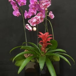 Pink orchids arranged in a black square planter with a red bromeliad