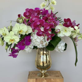 Orchid arrangement in a gold vase with white hydrangeas