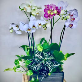Orchid arrangement in a rectangular planter with green foliage
