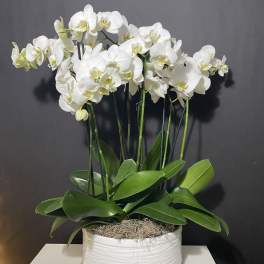 White orchid plant in a white ceramic pot