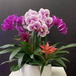 Potted orchid arrangement with pink, white-speckled blooms and orange bromeliads