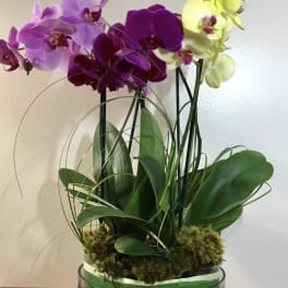 Potted orchids in purple, pink, and yellow with moss in a glass container
