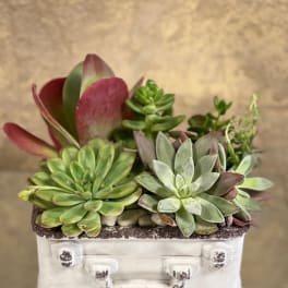 Traveling Succulent Dish