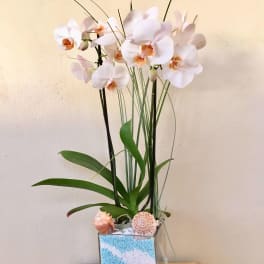 White orchid arrangement in a square glass vase with shells