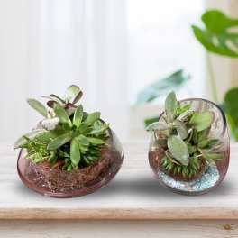 Two small succulent arrangements in round glass bowls