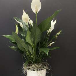 Peace Lily