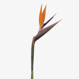 Single bird of paradise flower on a plain white background