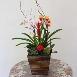 Orchids w/ Cactus.