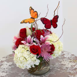 Butterfly
