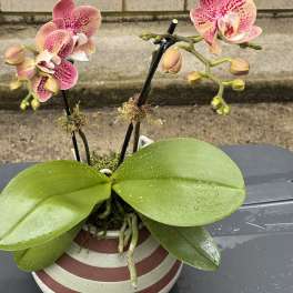 Potted orchid with pink-speckled blooms in a striped ceramic pot