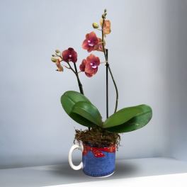 Potted orchid with pink-orange blooms in a mug-shaped container