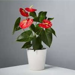 Potted anthurium plant with red blooms in a white pot