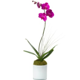 Potted orchid with bright pink blooms in a white container
