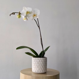 White orchid plant in a patterned ceramic pot
