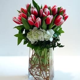 Red and white tulips in a clear rectangular vase with white hydrangeas