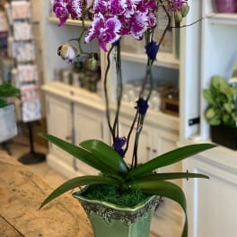 Potted magenta and white speckled orchids in a green ceramic planter on a wooden table