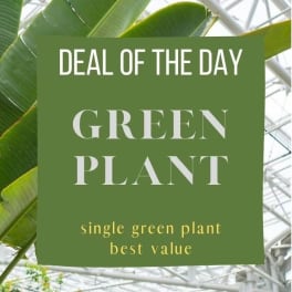 Green plant leaves with a promotional sign reading "GREEN PLANT"