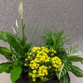 Rectangular planter with yellow flowers and assorted green plants