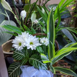 White daisies in a basket with lush green houseplants and a pale ribbon