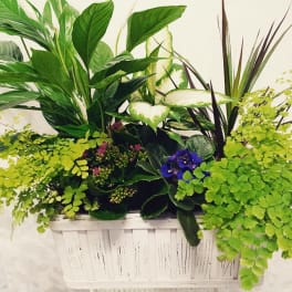 Lush green planter with assorted foliage and small purple flowers in a white container