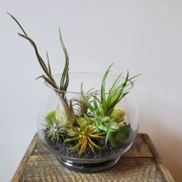 Air Plant Terrarium