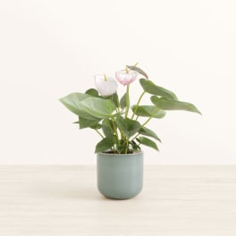 Potted anthurium plant with white and pink blooms in a pale blue pot