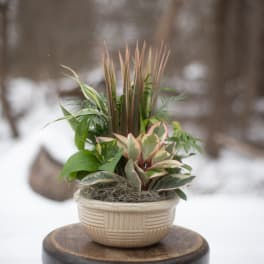 Potted mixed foliage arrangement in a cream basket-style planter