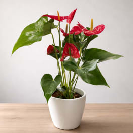 Potted anthurium plant with red blooms in a white ceramic pot