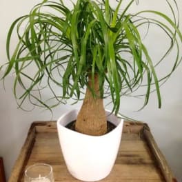 Potted ponytail palm in a white planter on a wooden tray