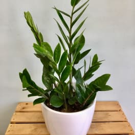 Potted green houseplant in a white ceramic pot