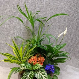 Mixed potted plant arrangement with white blooms in a dark container