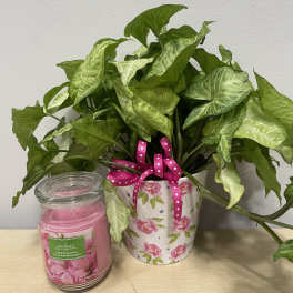 Rosy Planter & Candle
