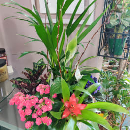 Mixed potted arrangement with pink blooms, red bromeliad, and white calla lilies