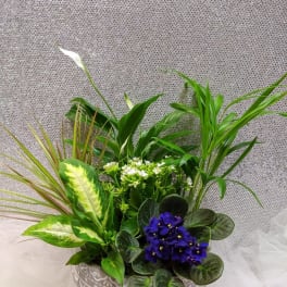 Potted arrangement with purple African violets and mixed green plants in a decorative bowl