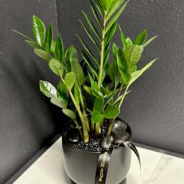 ZZ Plant