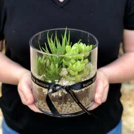 6" Succulent Terrarium