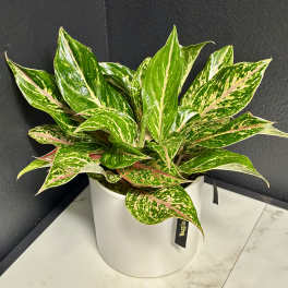 Sparkling Sarah Aglaonema