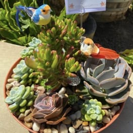 Succulent arrangement in a shallow pot with two decorative bird picks and a blank card