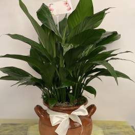 Potted green plant in a brown ceramic pot with a white ribbon