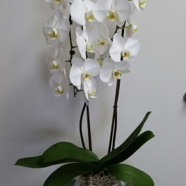 White orchid plant in a silver pot