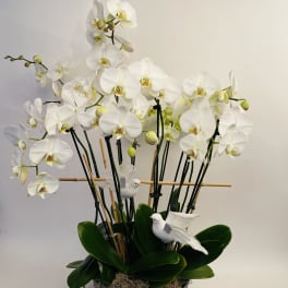 White orchids arranged in a dark bowl with decorative white birds