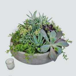 Succulent Abundance