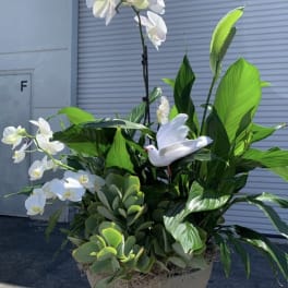 White orchids and green tropical foliage in a round planter with a white bird figurine