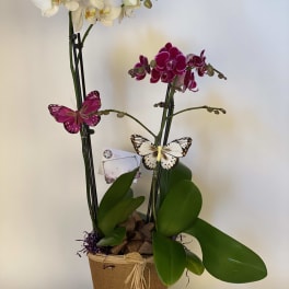 Two orchid plants in a woven basket with decorative butterflies