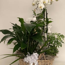 White orchid plant arrangement in a wicker basket with a ribbon
